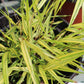 Hakonechloa m. Aureola grass 4"