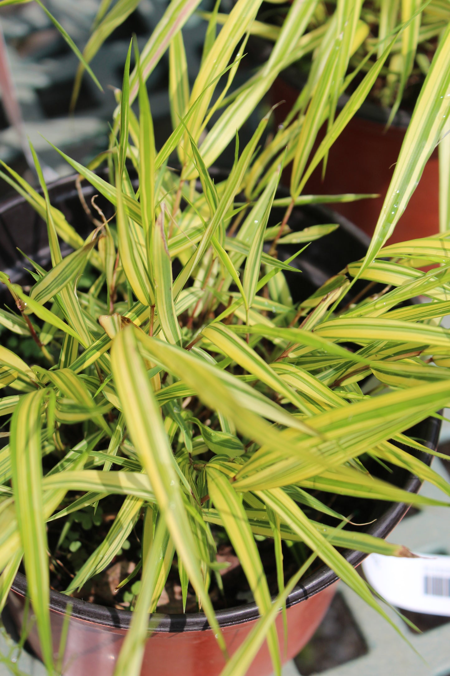 Hakonechloa m. Aureola grass 4"