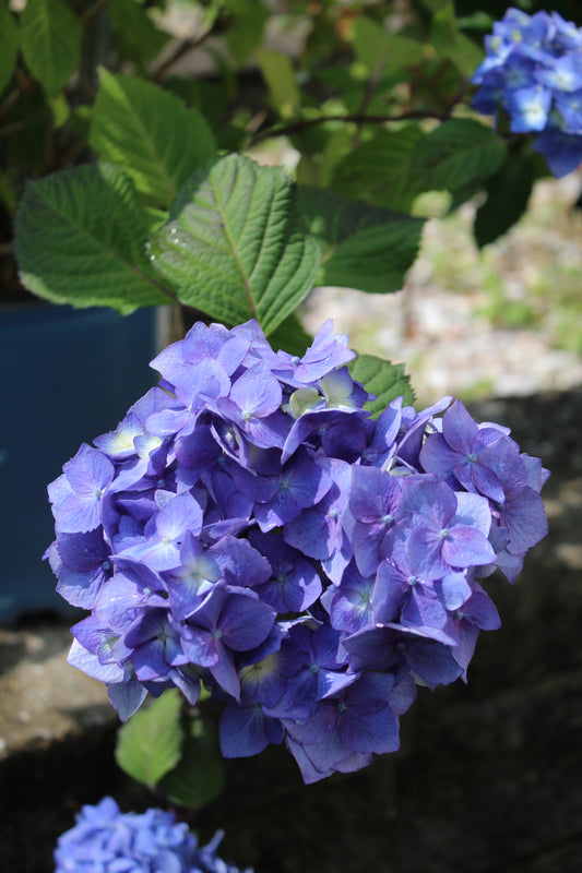 HYDRANGEA M `E.S.BLOOMSTRUCK 2g