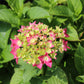 HYDRANGEA M E.S.SUMMER CRUSH 2g