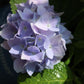 Endless Summer Hydrangea