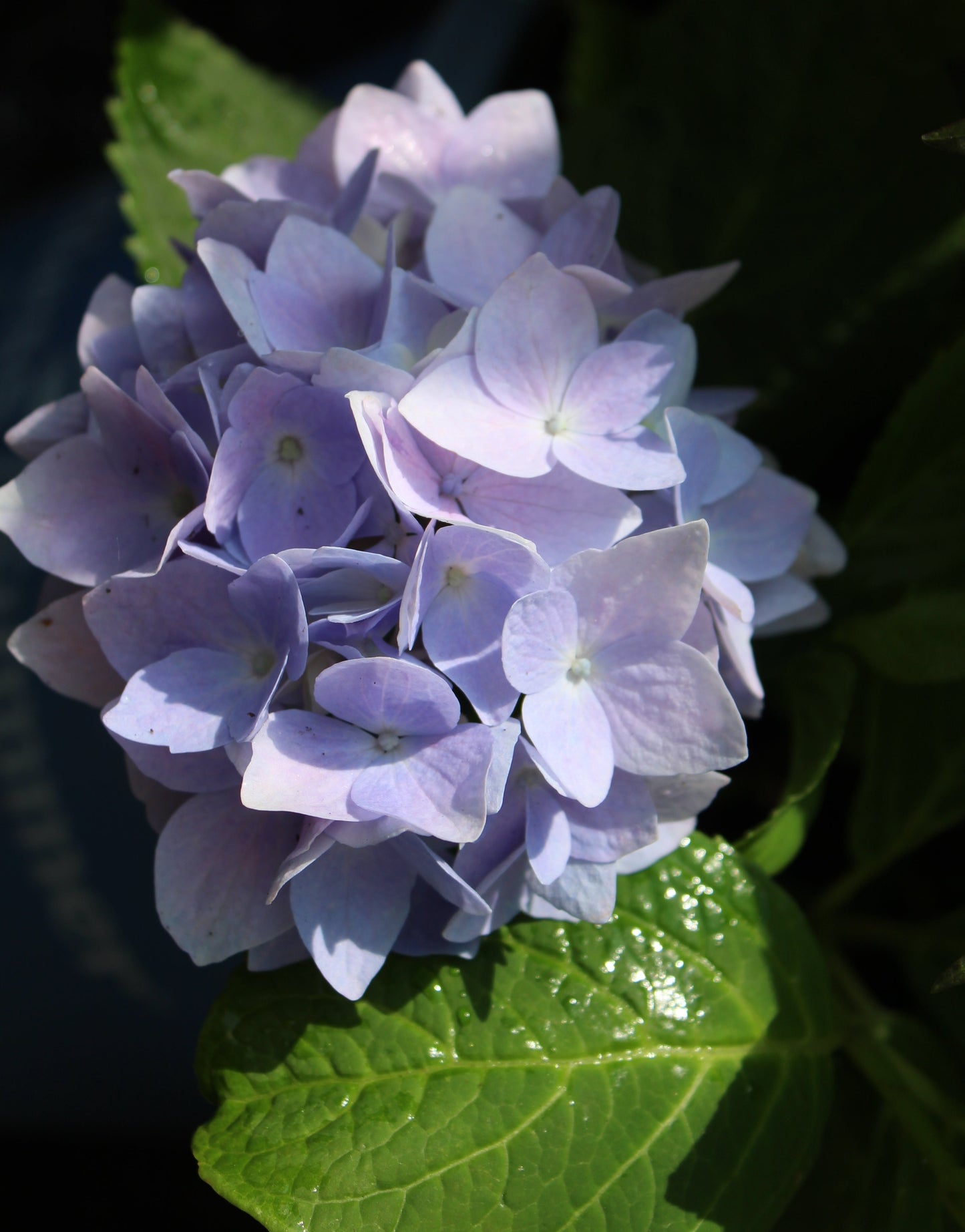 Endless Summer Hydrangea