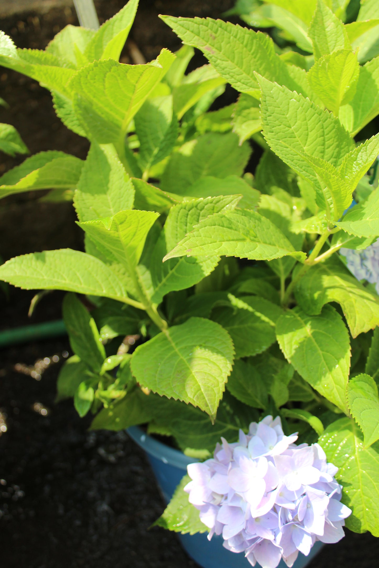 Endless Summer Hydrangea