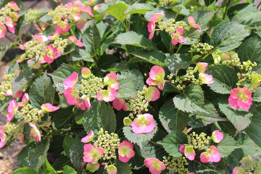 HYDRANGEA TUFF STUFF 3G