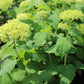 Hydrangea Arb Annabelle 3g