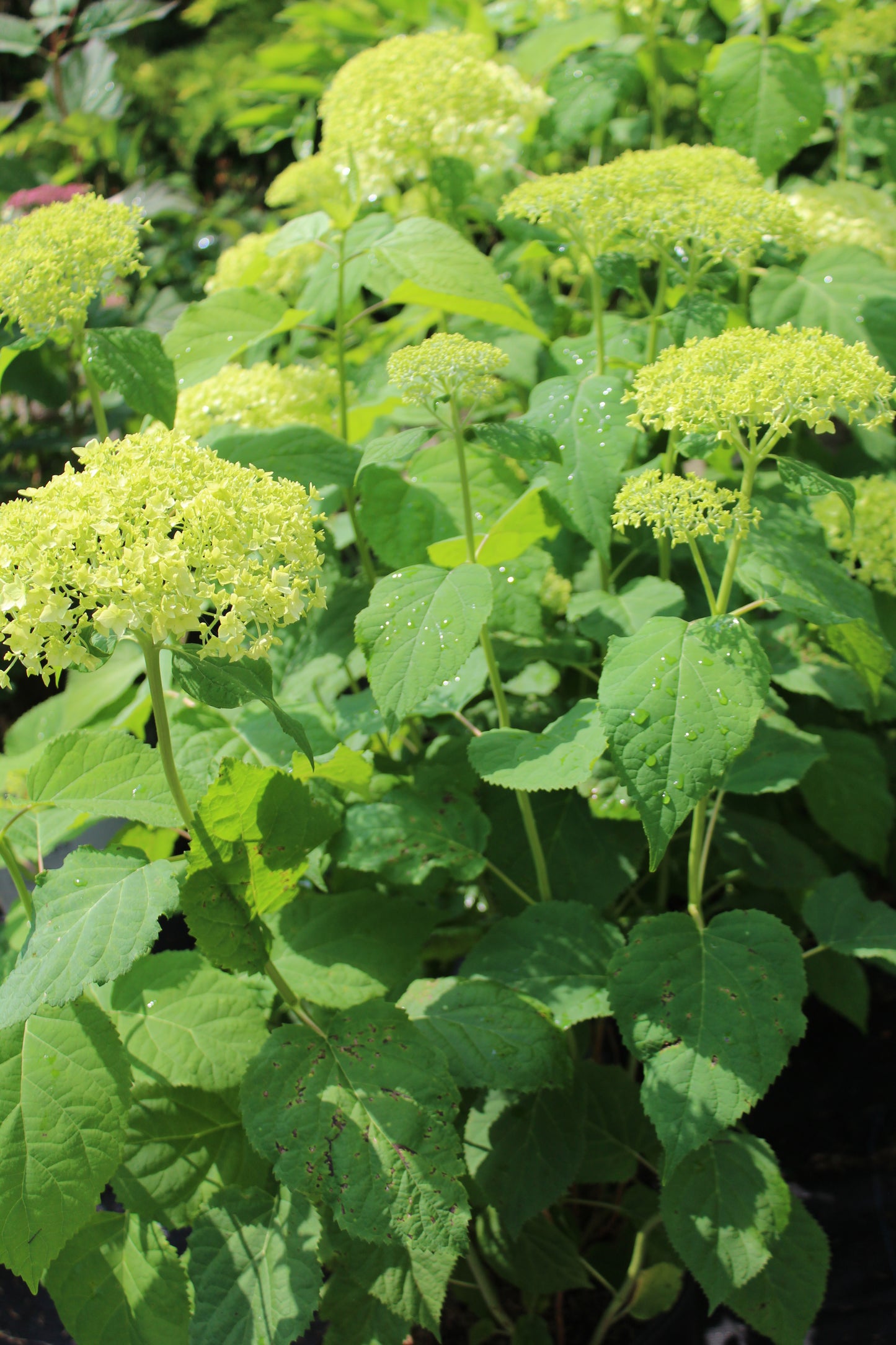 Hydrangea Arb Annabelle 3g