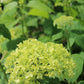 Hydrangea Arb Annabelle 3g