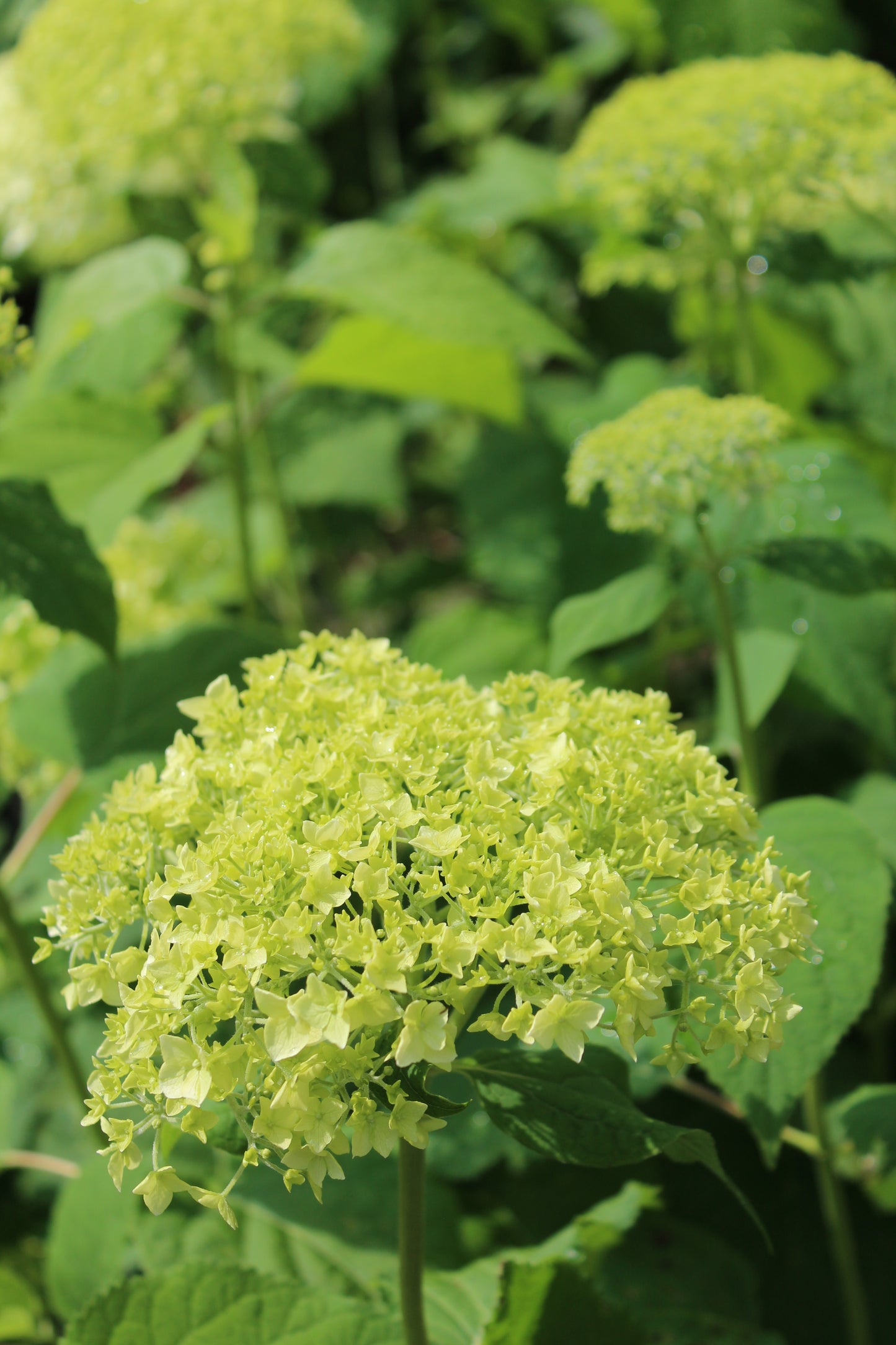 Hydrangea Arb Annabelle 3g