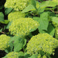 Hydrangea Arb Annabelle 3g