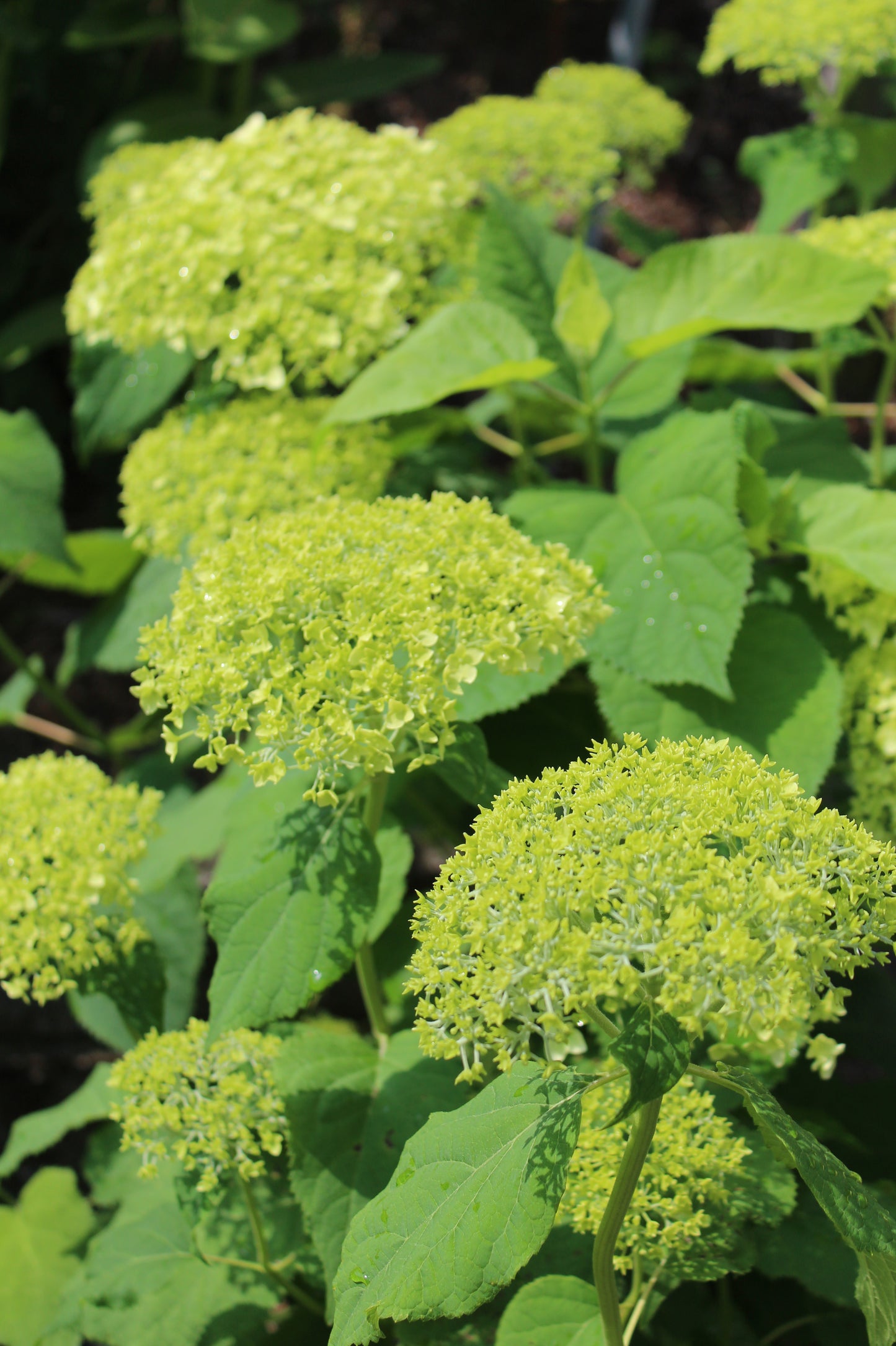 Hydrangea Arb Annabelle 3g