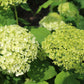 Hydrangea Arb Annabelle 3g