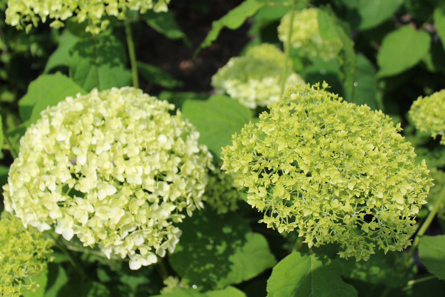 Hydrangea Arb Annabelle 3g