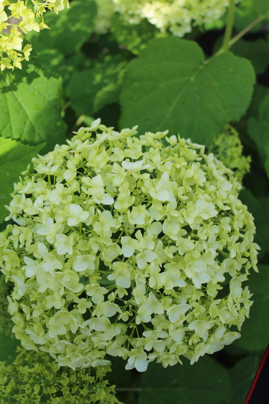 HYDRANGEA ARB. `ANNABELLE`