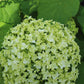 Hydrangea Arb Annabelle 3g