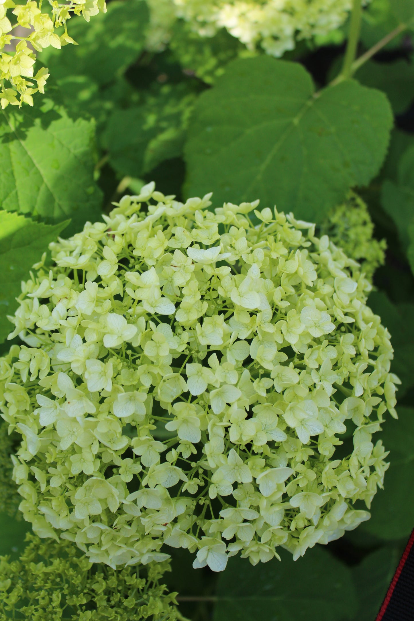 Hydrangea Arb Annabelle 3g