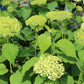 Hydrangea Arb Annabelle 3g