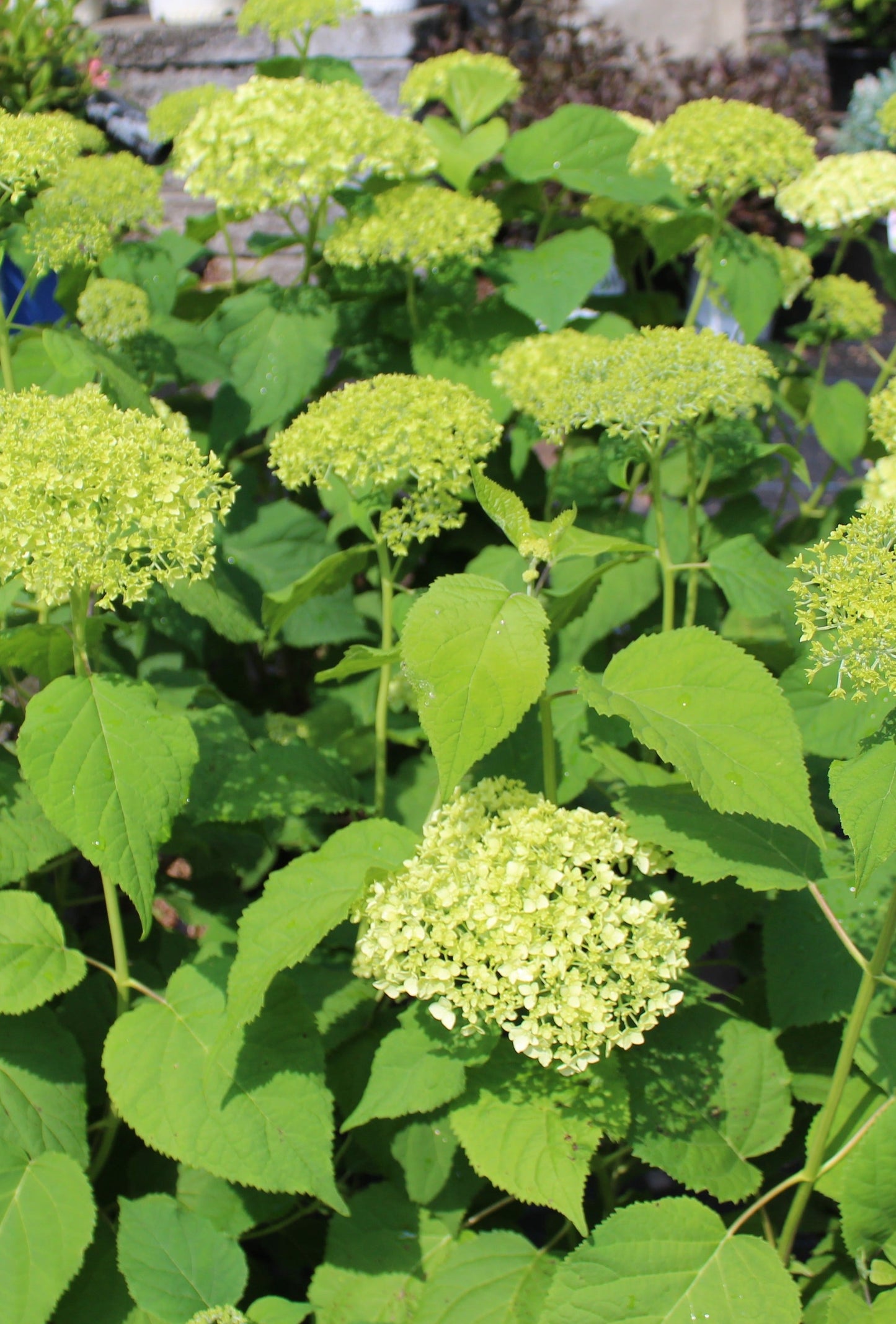 Hydrangea Arb Annabelle 3g