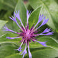 Centaurea montana 1g