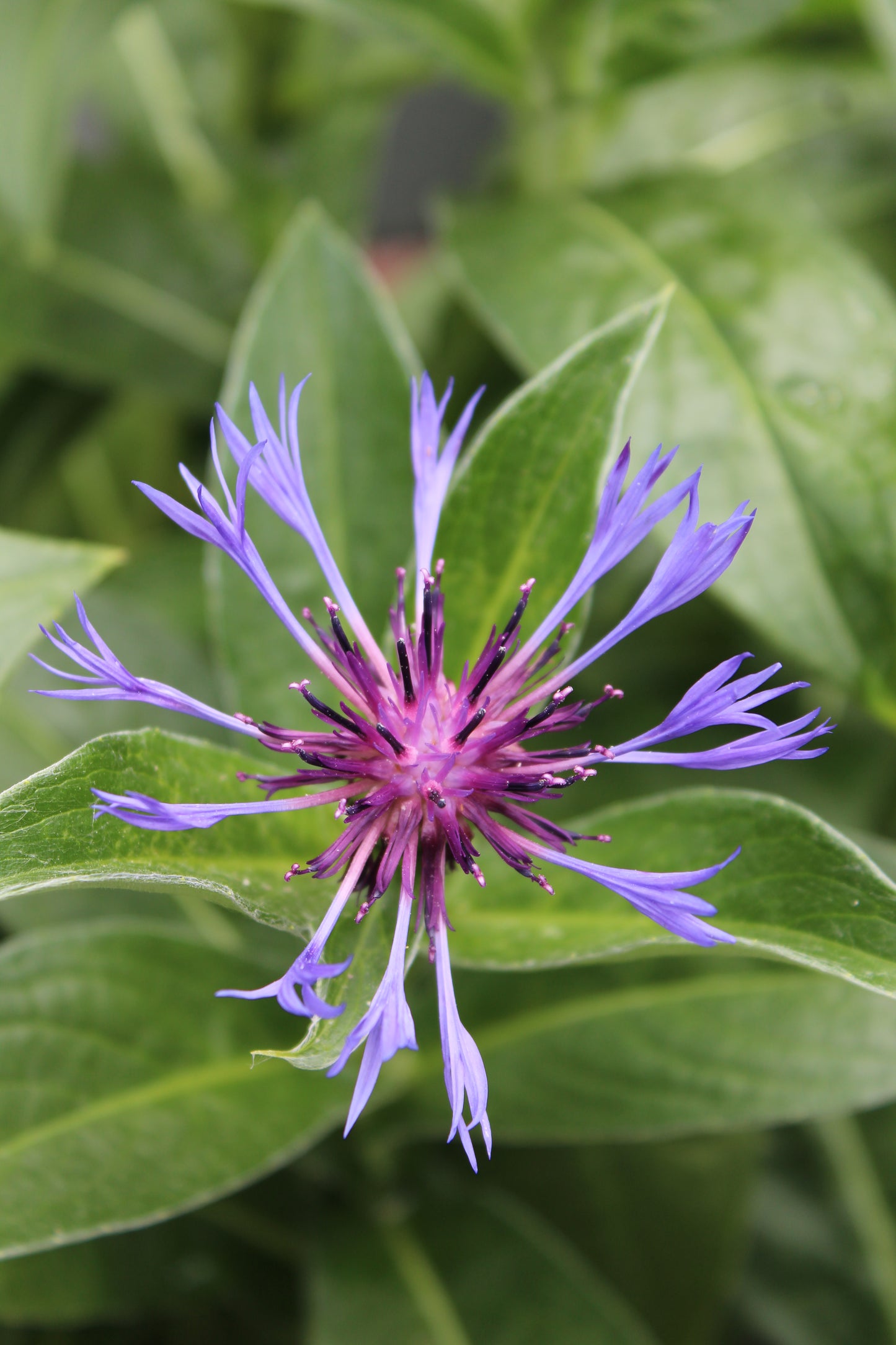 Centaurea montana 1g