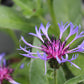 Centaurea montana 1g