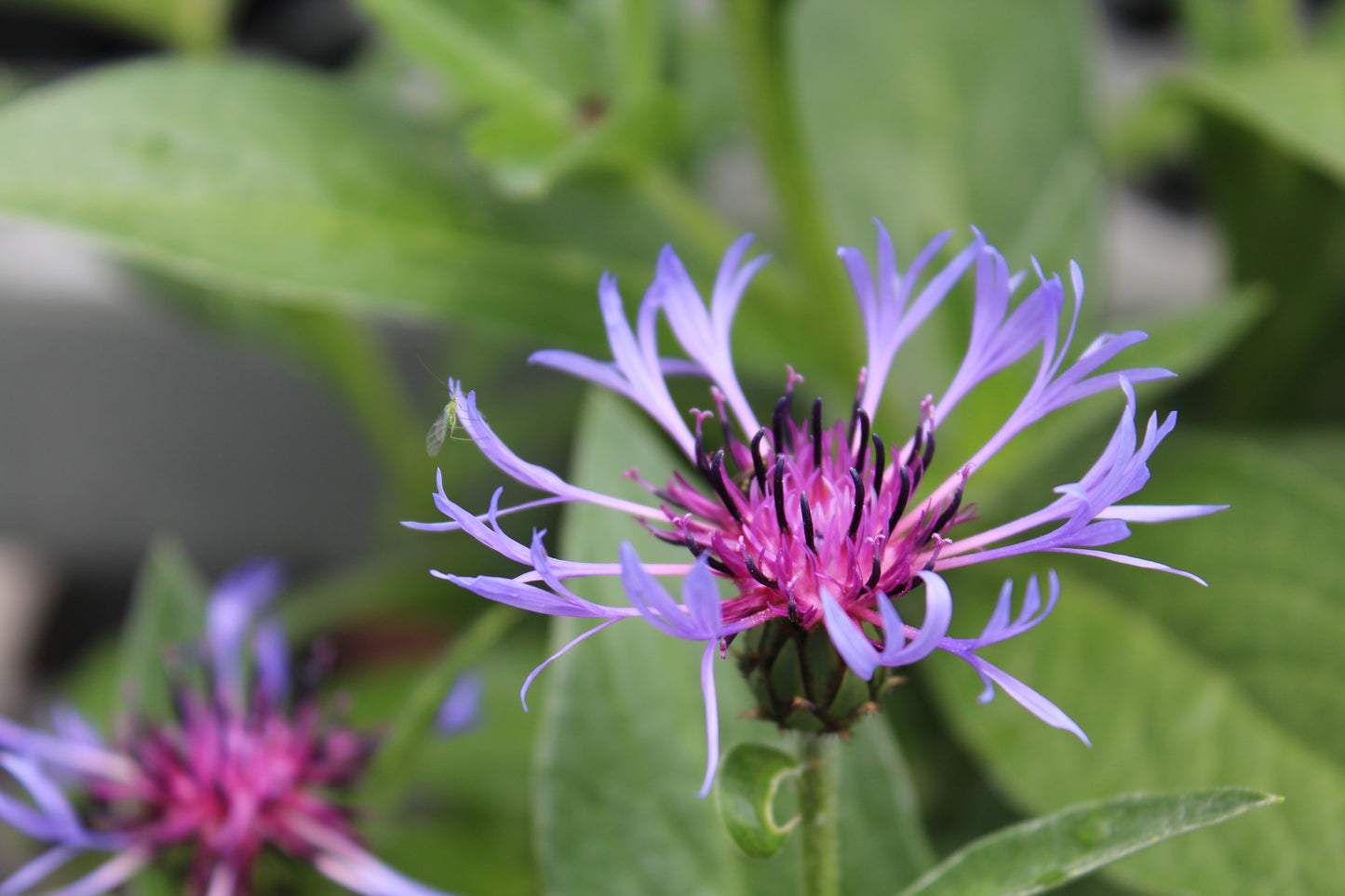 Centaurea montana 1g