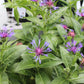 Centaurea montana 1g