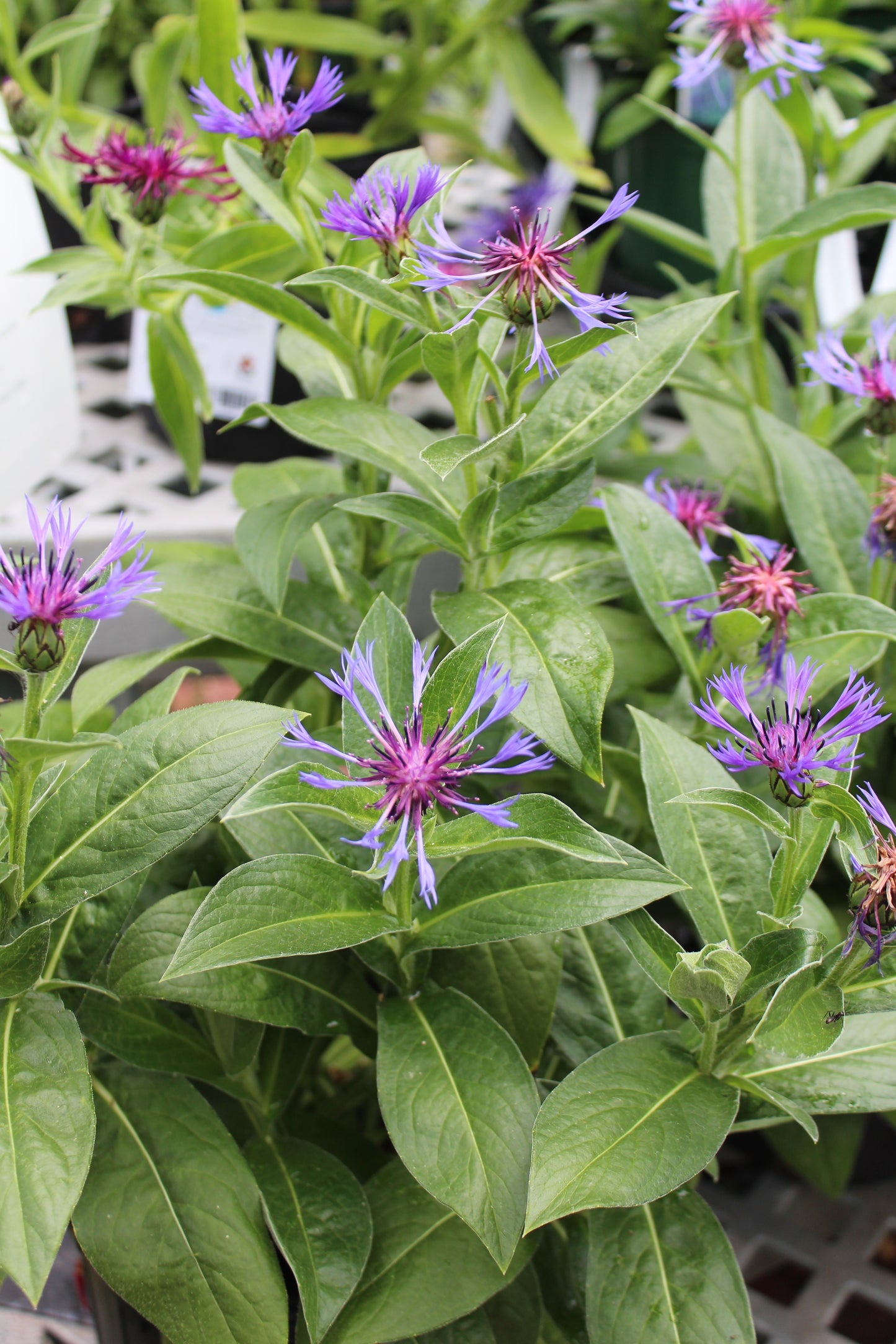 Centaurea montana 1g