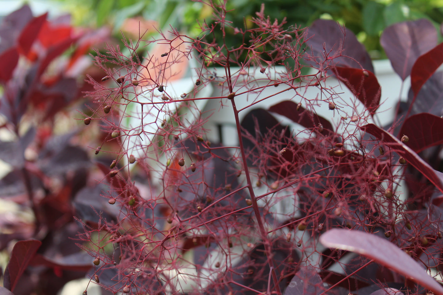 COTINUS `WINECRAFT BLACK 3g