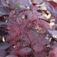 COTINUS `WINECRAFT BLACK 3g