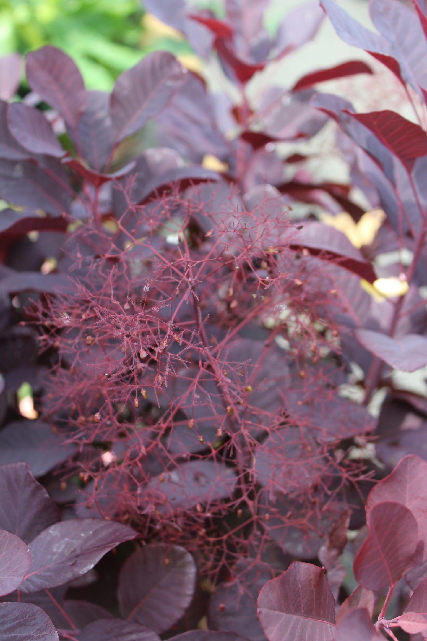 COTINUS `WINECRAFT BLACK 3g