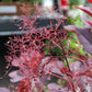 COTINUS `WINECRAFT BLACK 3g