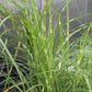 Miscanthus Little Zebra