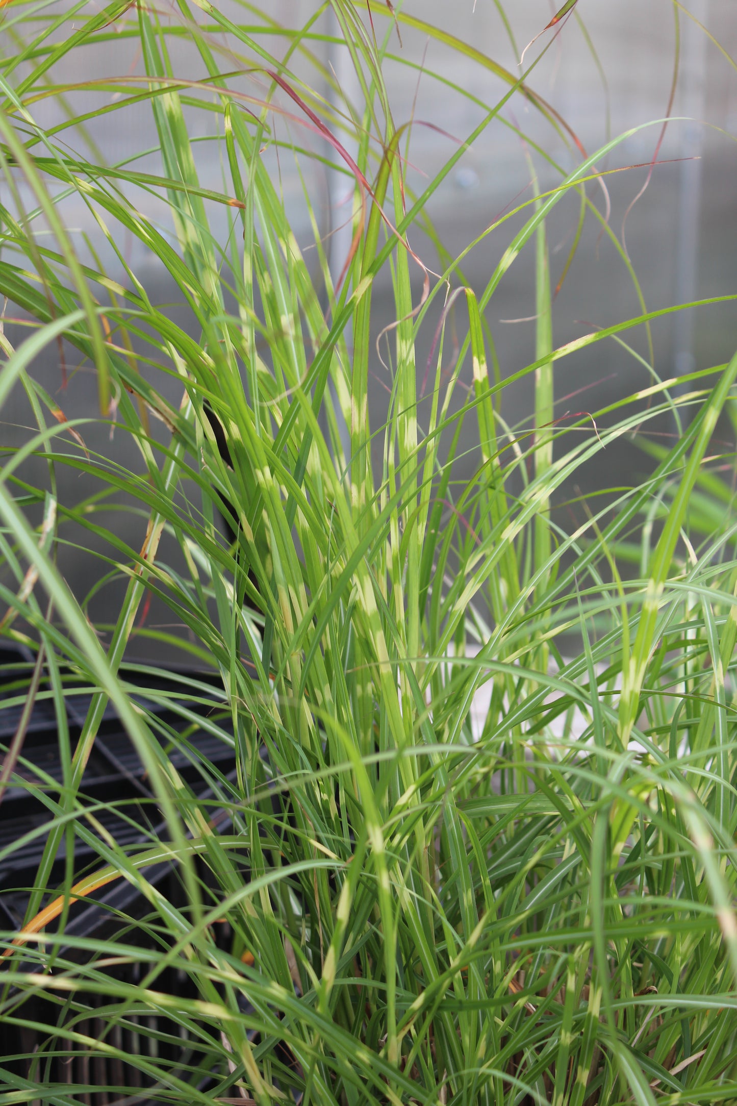 Miscanthus Little Zebra