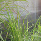 Miscanthus Little Zebra