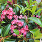 Kalmia latifolia Keepsake 3g