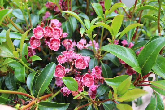 Kalmia latifolia Keepsake 3g