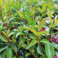 Kalmia latifolia Keepsake 3g