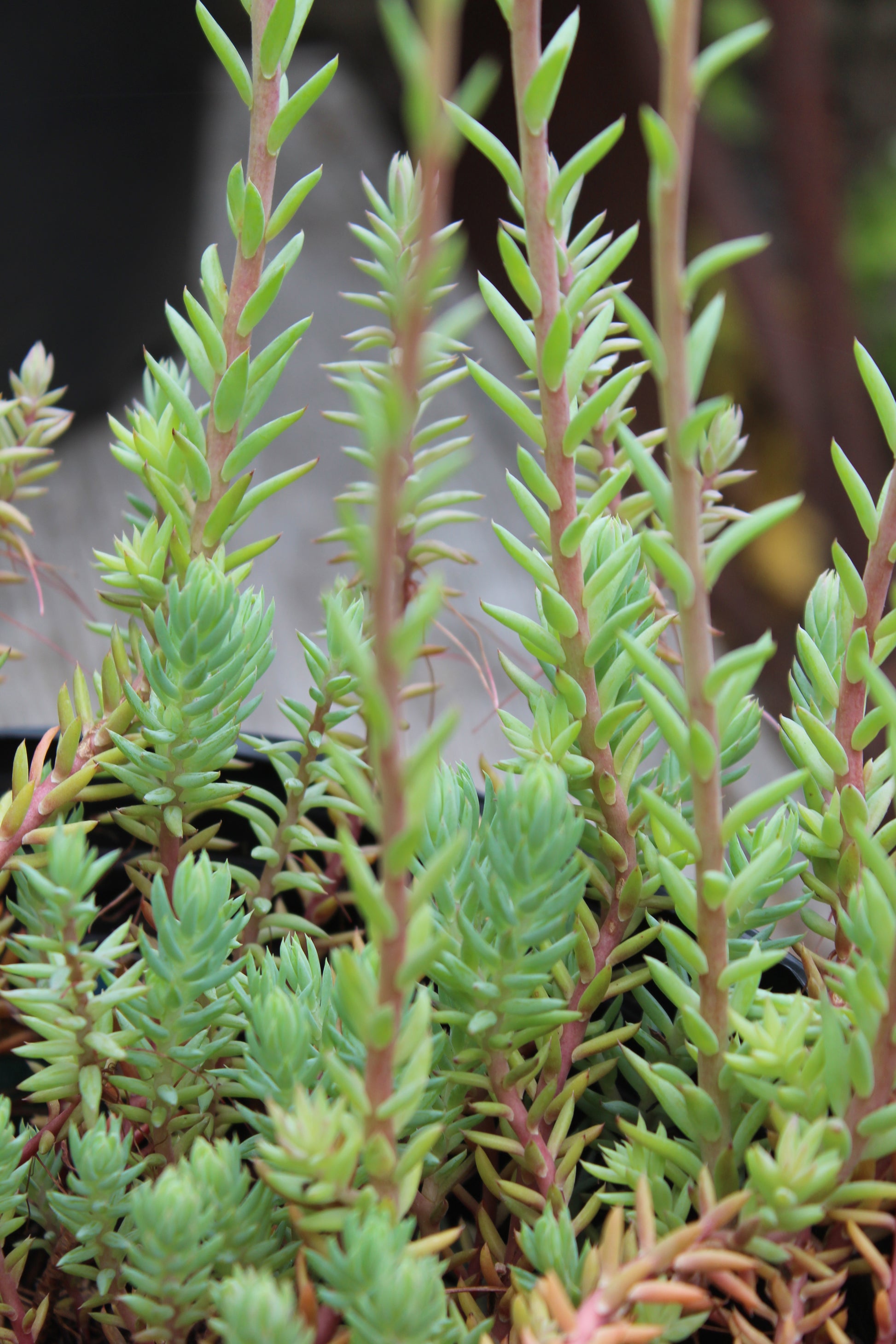 blue spruce succulent Sedum Blue Spruce quart – Bosco's Garden Center