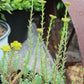 Sedum Blue Spruce quart