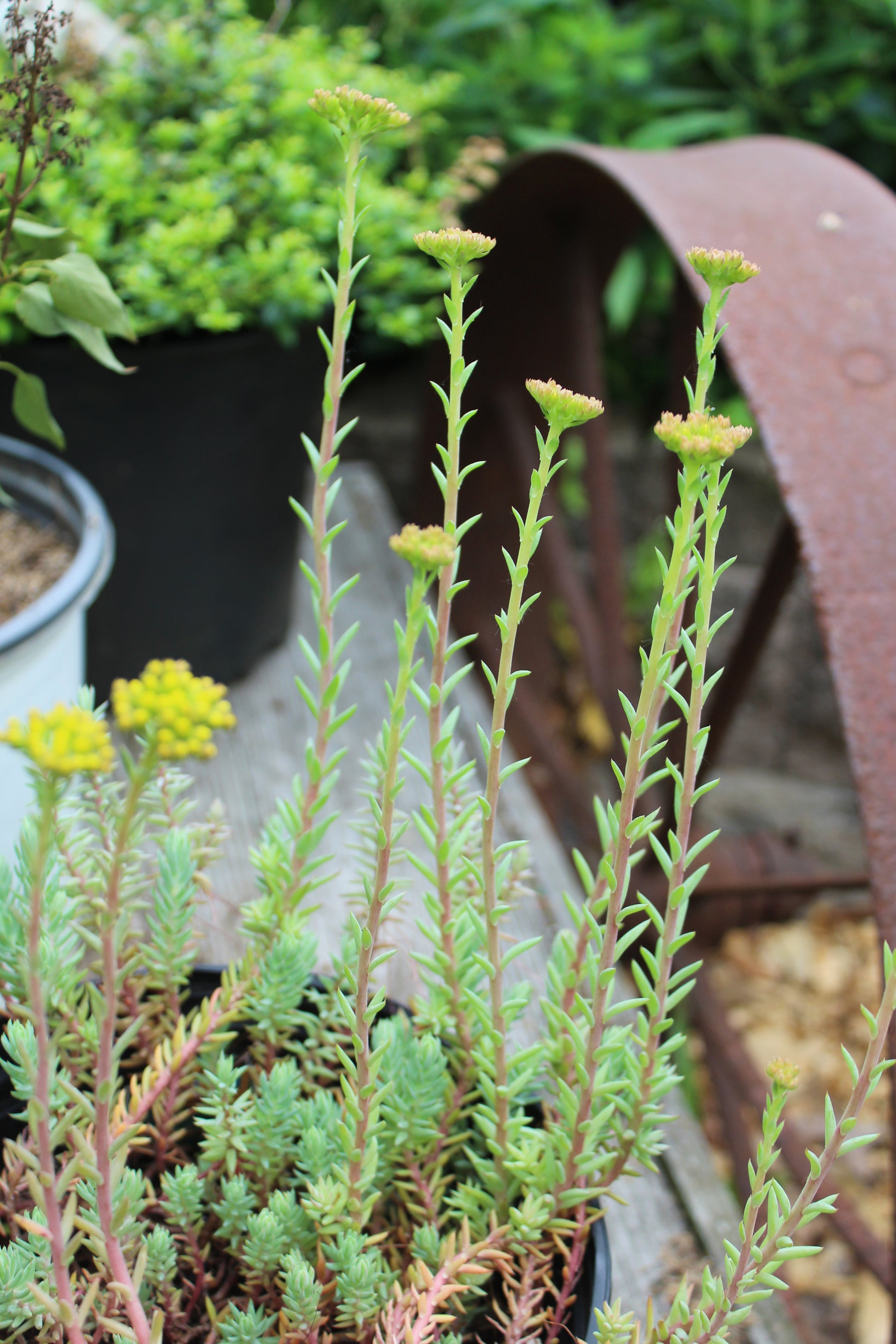 blue spruce succulent Sedum Blue Spruce quart