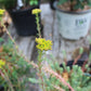 Sedum Blue Spruce quart