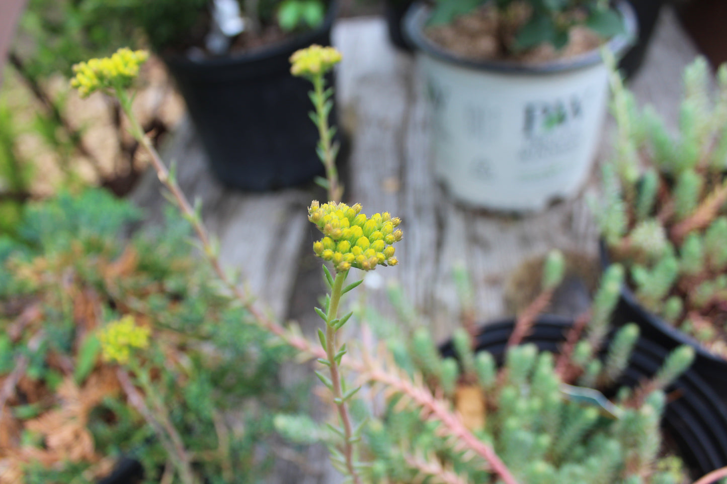 Sedum Blue Spruce quart