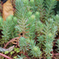 Sedum Blue Spruce quart