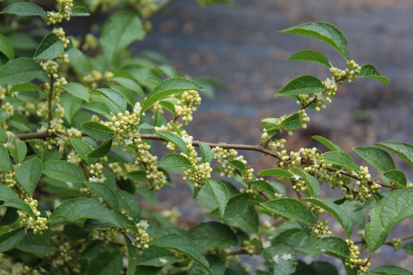 Ilex Vert Apollo