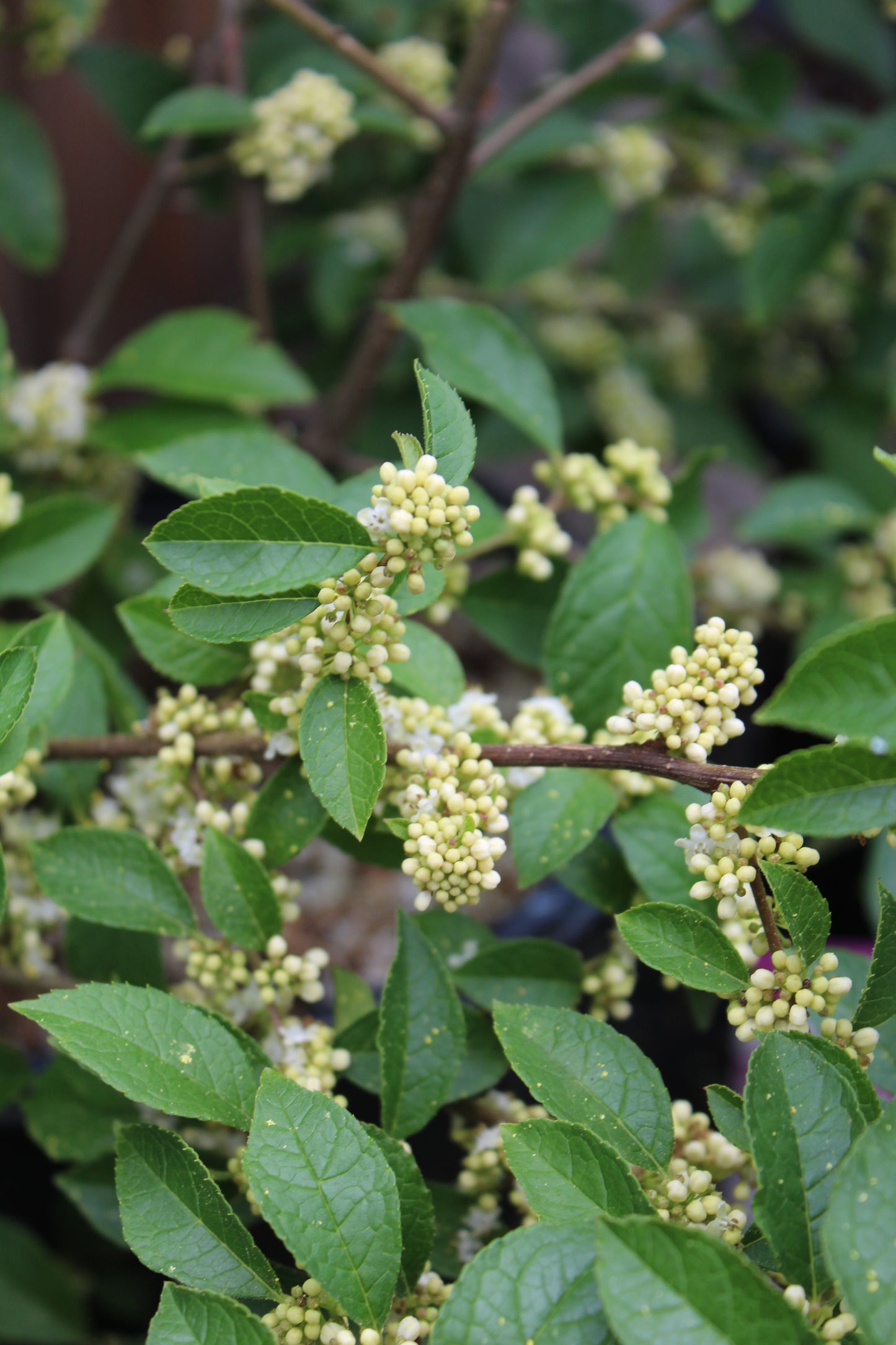 Ilex Vert Apollo