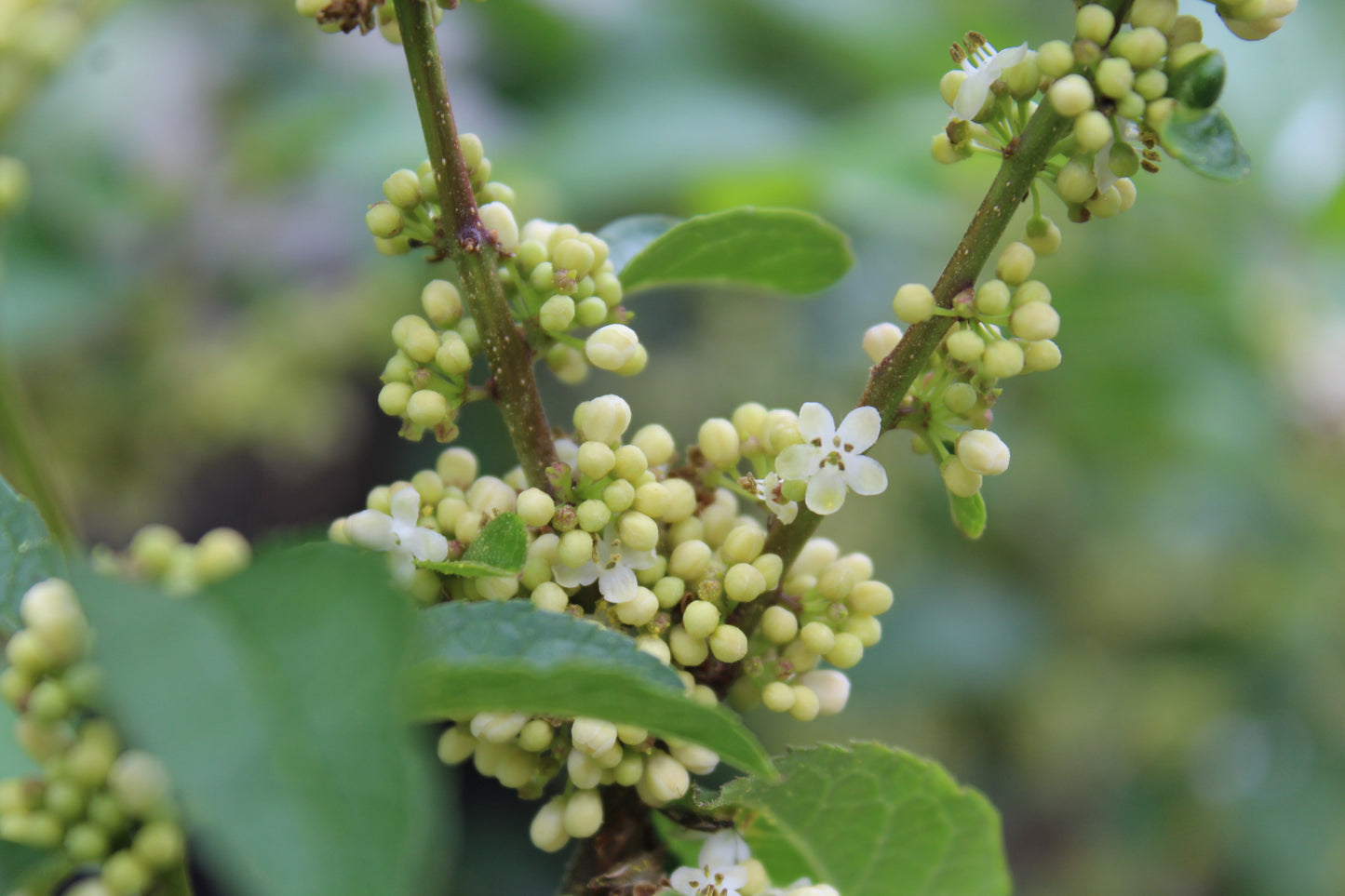 Ilex Vert Apollo