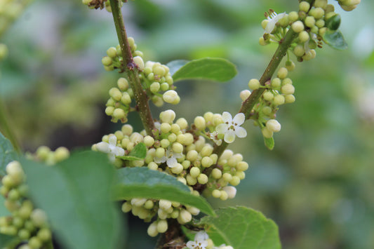 Ilex Vert Apollo 3g