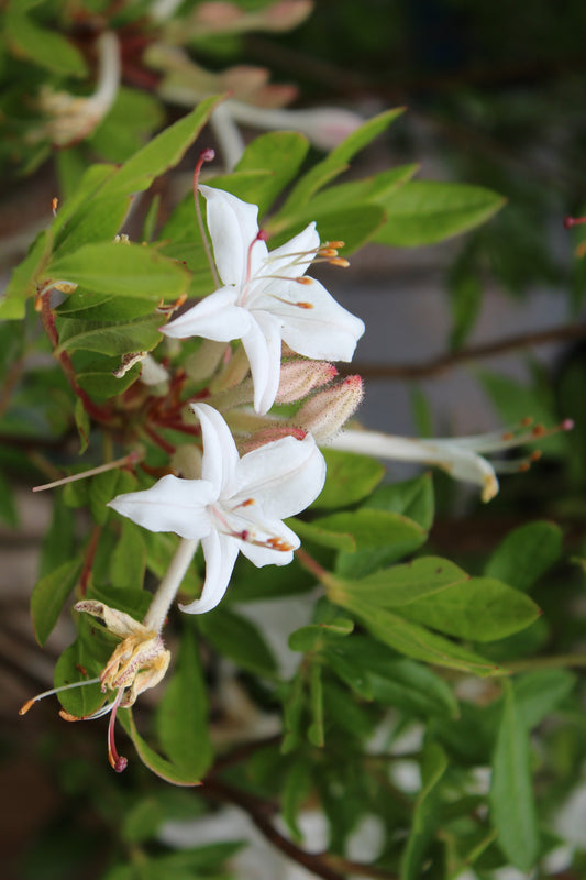 AZALEA VISCOSUM 2g