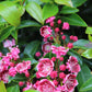 Kalmia latifolia Keepsake 3g