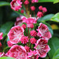 Kalmia latifolia Keepsake 3g